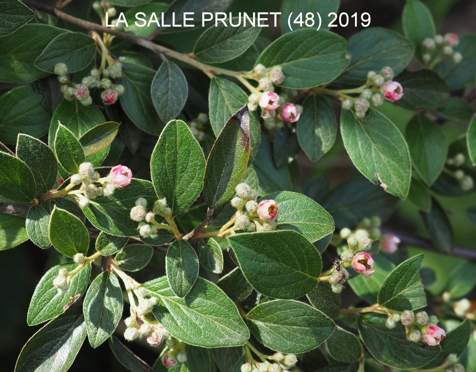 Cotoneaster, Franchet`s